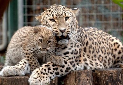 Котятам переднеазиатского леопарда поставят прививки 2 сентября