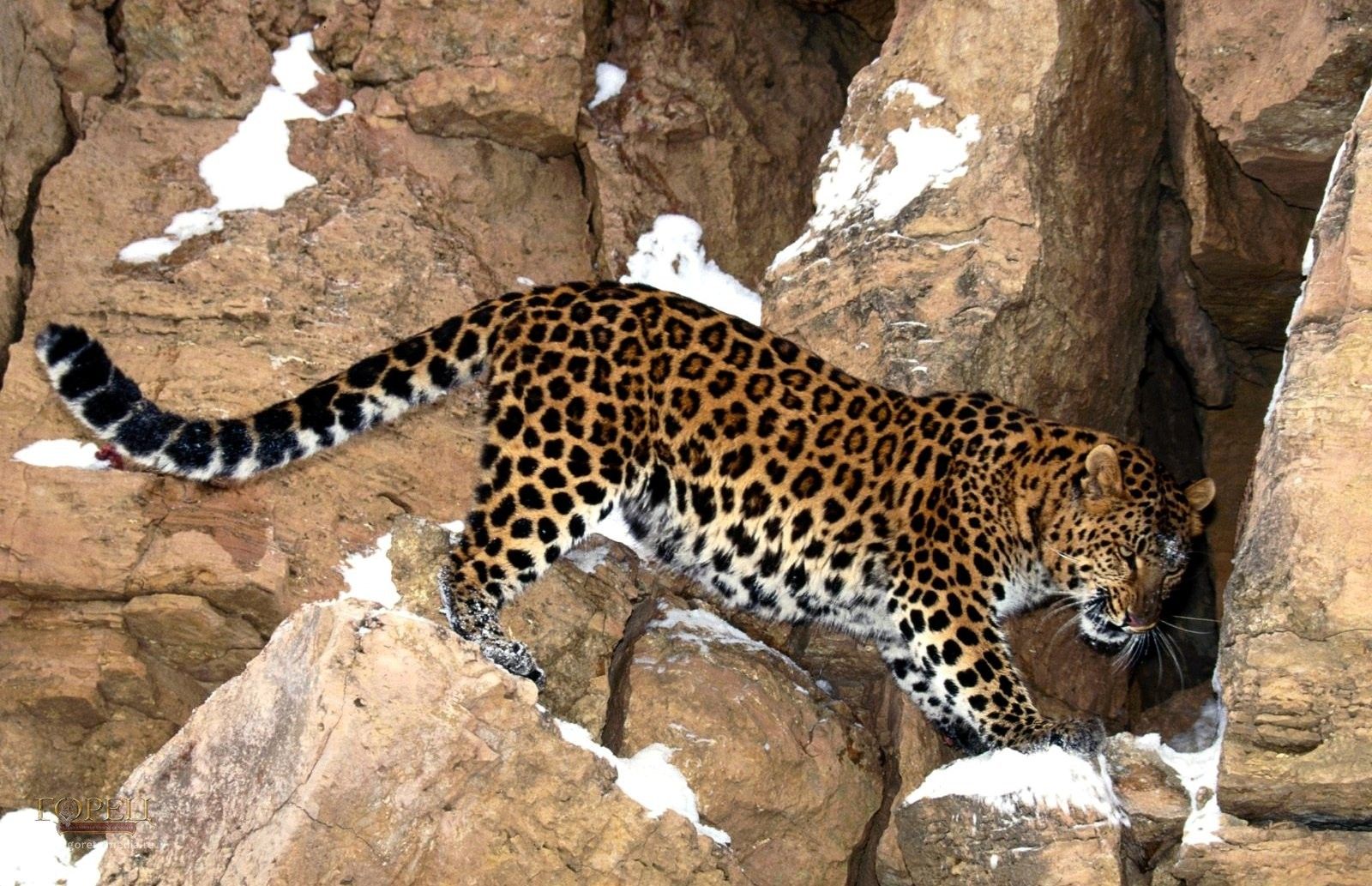 Новую популяцию дальневосточных леопардов создадут в Приморье 