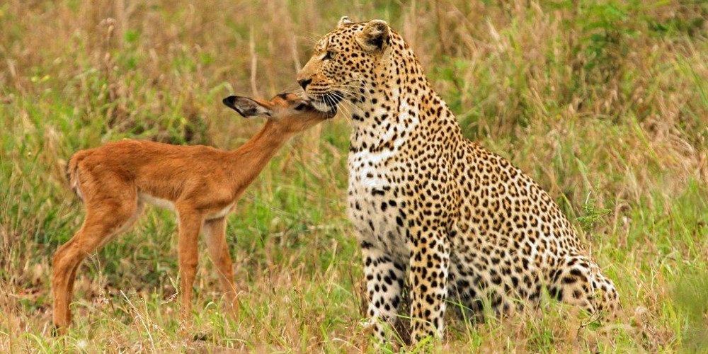 Леопард взял под опеку детеныша антилопы