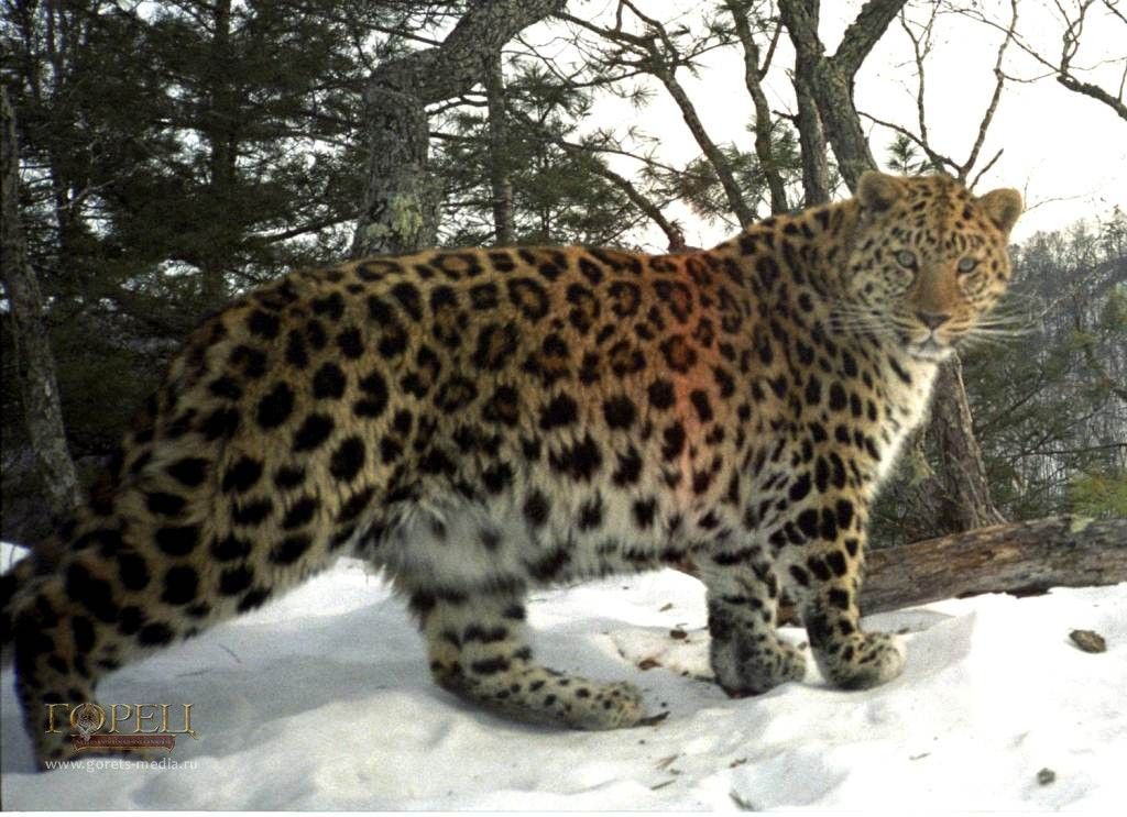 Новую популяцию дальневосточных леопардов создадут в Приморье 