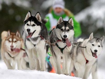 В горах Сочи предлагают прокатиться на собачьей упряжке