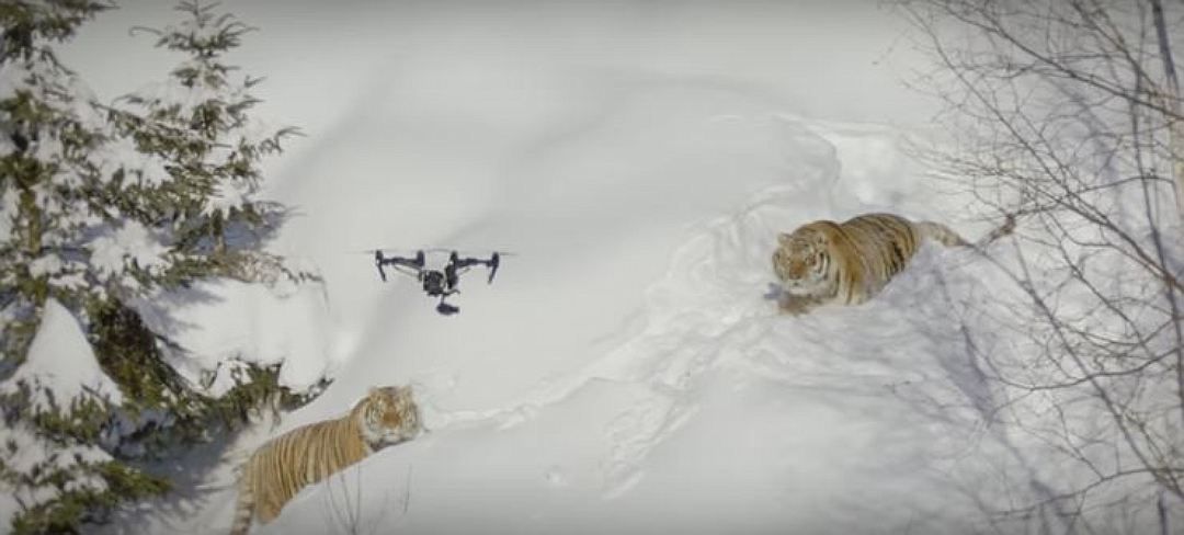 Амурские тигры устроили охоту на беспилотник в Канаде