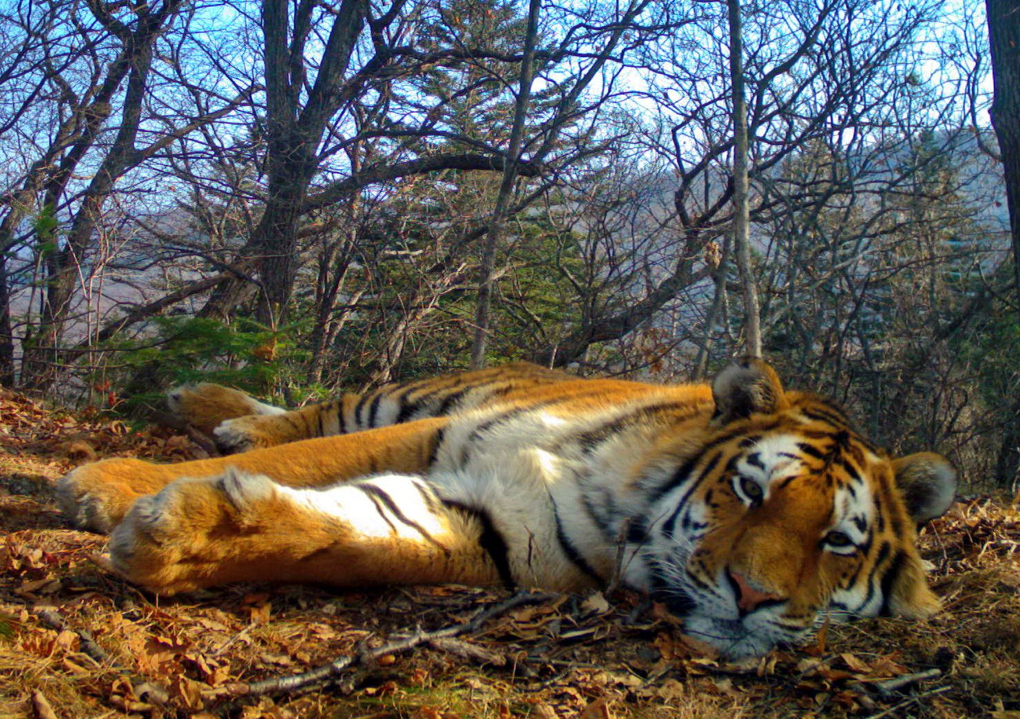 Китай утвердил создание Национального парка тигра и леопарда