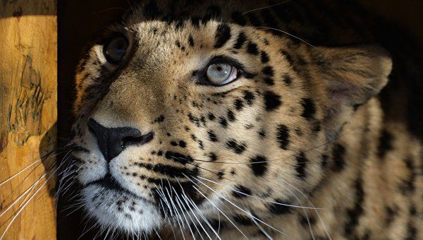 За жизнью леопарда в Приморском сафари-парке можно следить онлайн