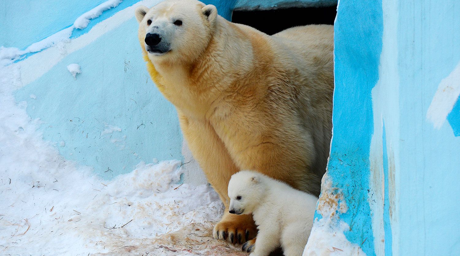 В Новосибирском зоопарке отметили День полярного медведя 