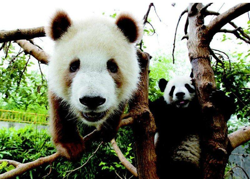 Бело-коричневая панда Ци Цзай готовится к жизни в дикой природе