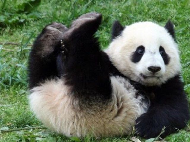 «Панда-колобок» стала новой звездой YouTube