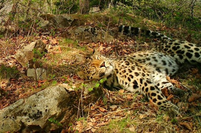 Новые фотоловушки помогут следить за леопардами в заповеднике Сочи