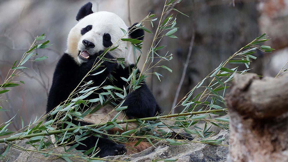 Вашингтонский зоопарк вернул Китаю панду Бао Бао 