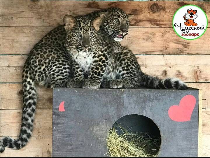 Зоопарк в Приморье предлагает придумать имена котятам леопарда