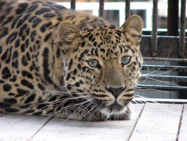 В хабаровском зоопарке познакомили двух дальневосточных леопардов