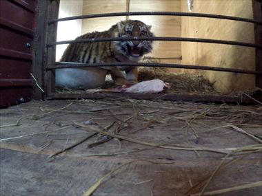 Найденный в Приморье тигренок идет на поправку