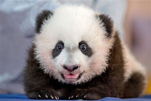 Панда Бэй Бэй попала в ТОП-6 самых популярных животных интернета