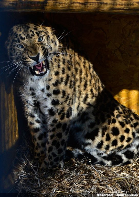 Дальневосточный леопард поселился в Приморском Сафари-парке