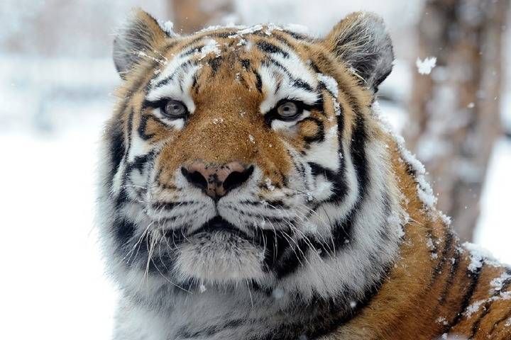 Два тигра вышли на трассу в Приморском крае