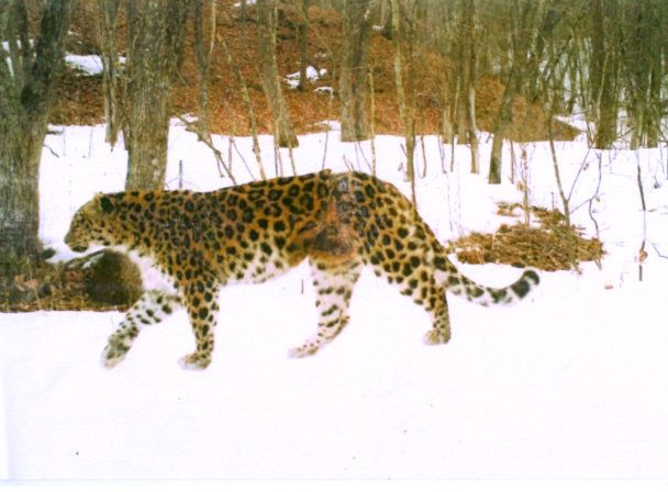 В Приморье нашли леопардессу, которая считалась погибшей 