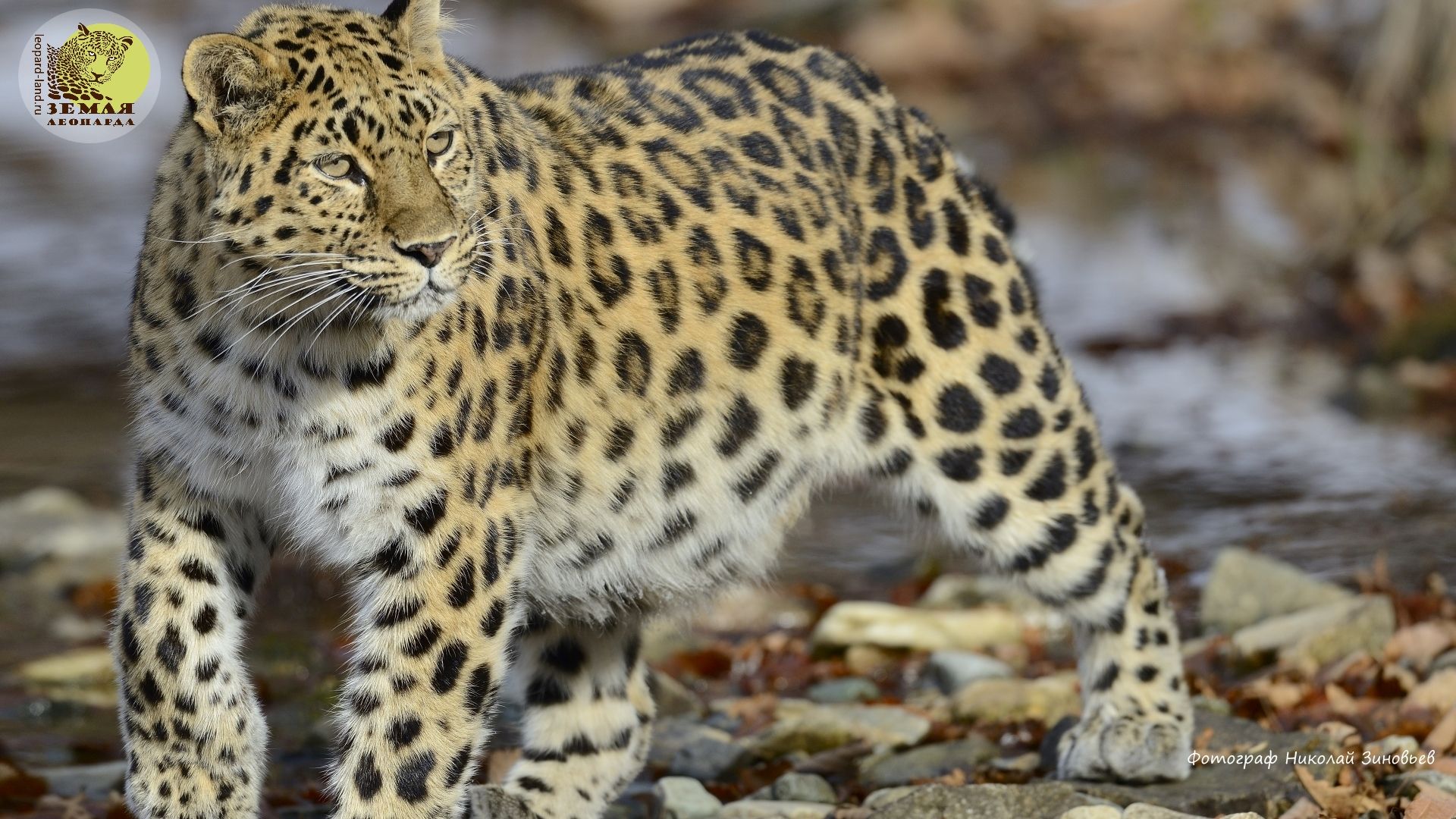 В Приморском крае стартовала программа переселения леопардов