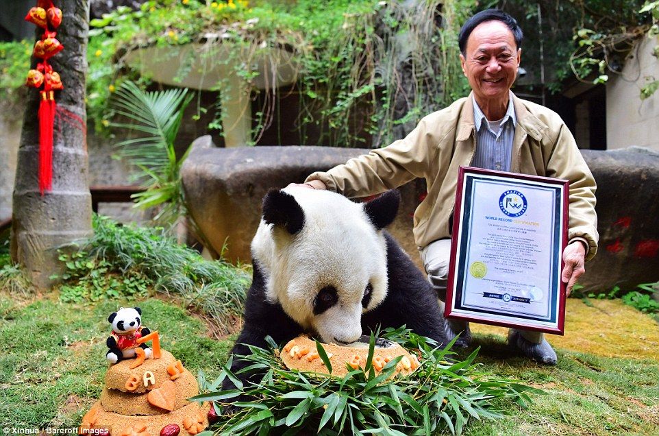 Панда-долгожительница отметила 37-летие в Китае