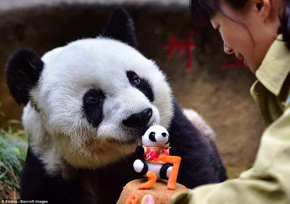 Панда-долгожительница отметила 37-летие в Китае