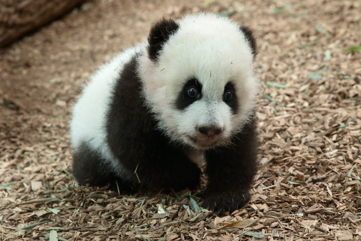 Зоопарки мира устроили конкурс на самое милое животное 