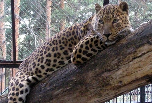 Леопард по кличке «Кавказ» поселился в Новосибирском зоопарке