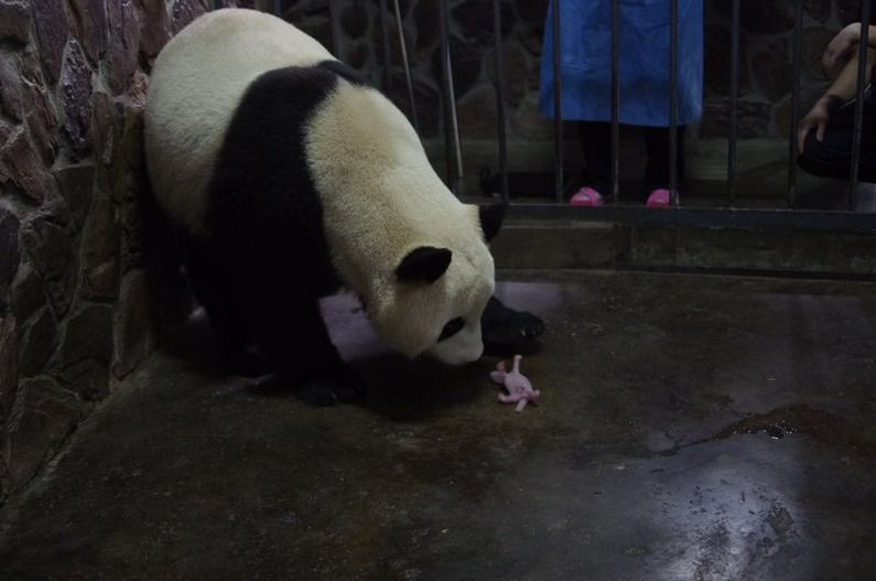 В Китае родился второй в 2016 году детеныш панды