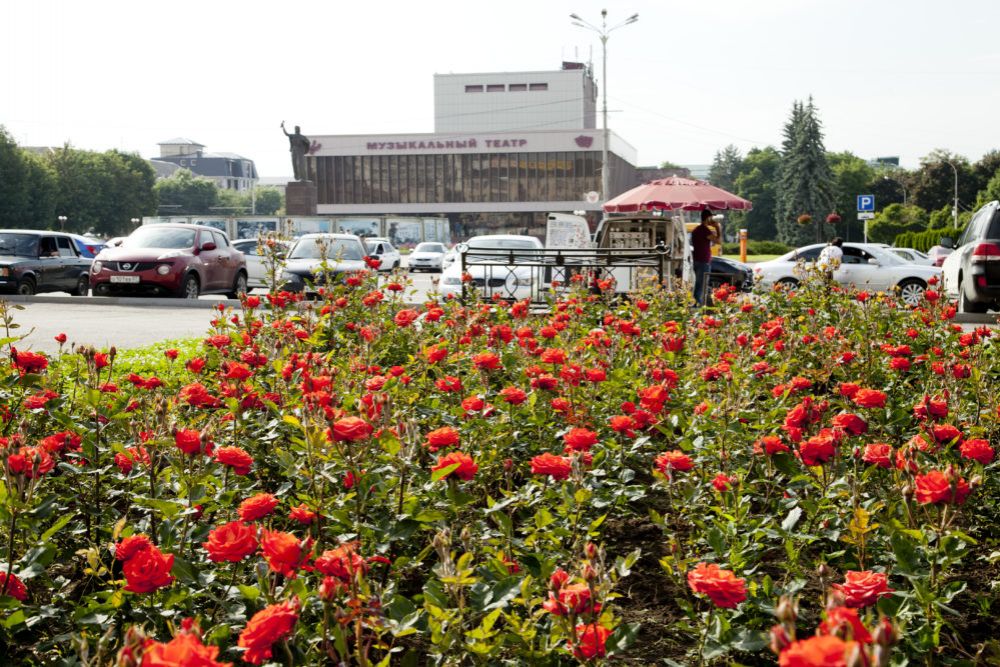 50 тысяч роз украшают улицы Нальчика