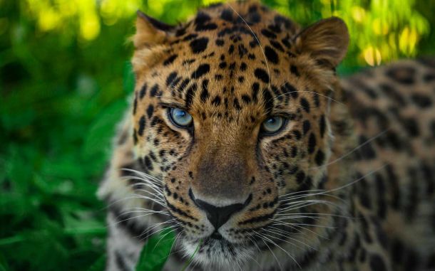 Спасенному в Приморье леопарду Николаю нашли невесту