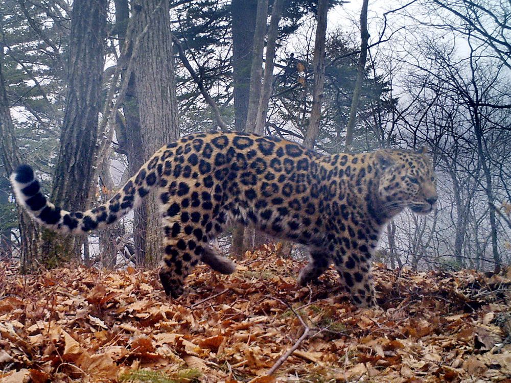 В Приморье леопарду удалось выжить после ранения