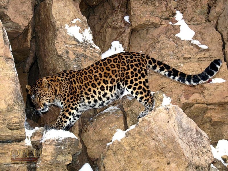 Фотоохоту на переднеазиатского леопарда объявили в горах Дагестана