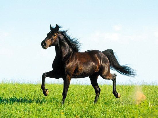 Лошади карачаевской породы отправятся в Аргентину