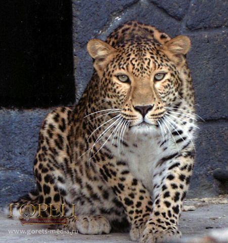 Сочинских переднеазиатских леопардов выпустят на волю в конце весны