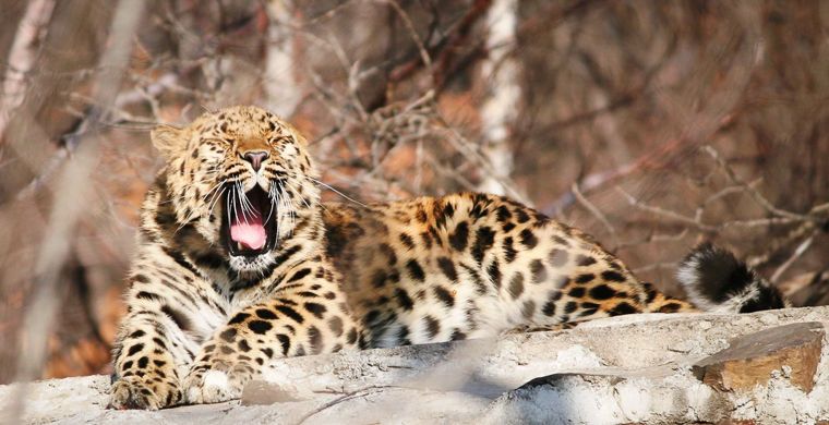 Спасенный леопард Николай поселится в зоопарке