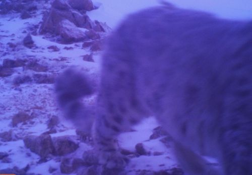 Снежного барса удалось снять на видео в нацпарке в Бурятии
