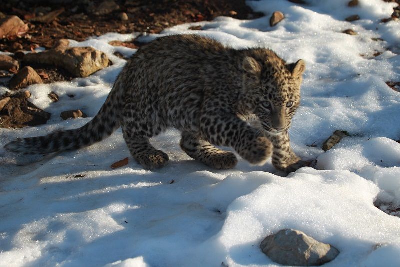 Котята переднеазиатского леопарда прошли вакцинацию в Сочинском нацпарке