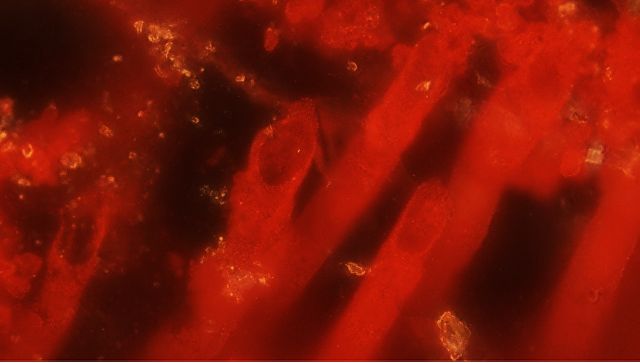 Самые древние бактерии обнаружили ученые в Канаде