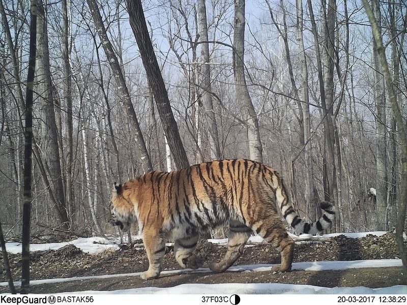 В заповеднике «Бастак» фотоловушки зафиксировали двух амурских тигров 