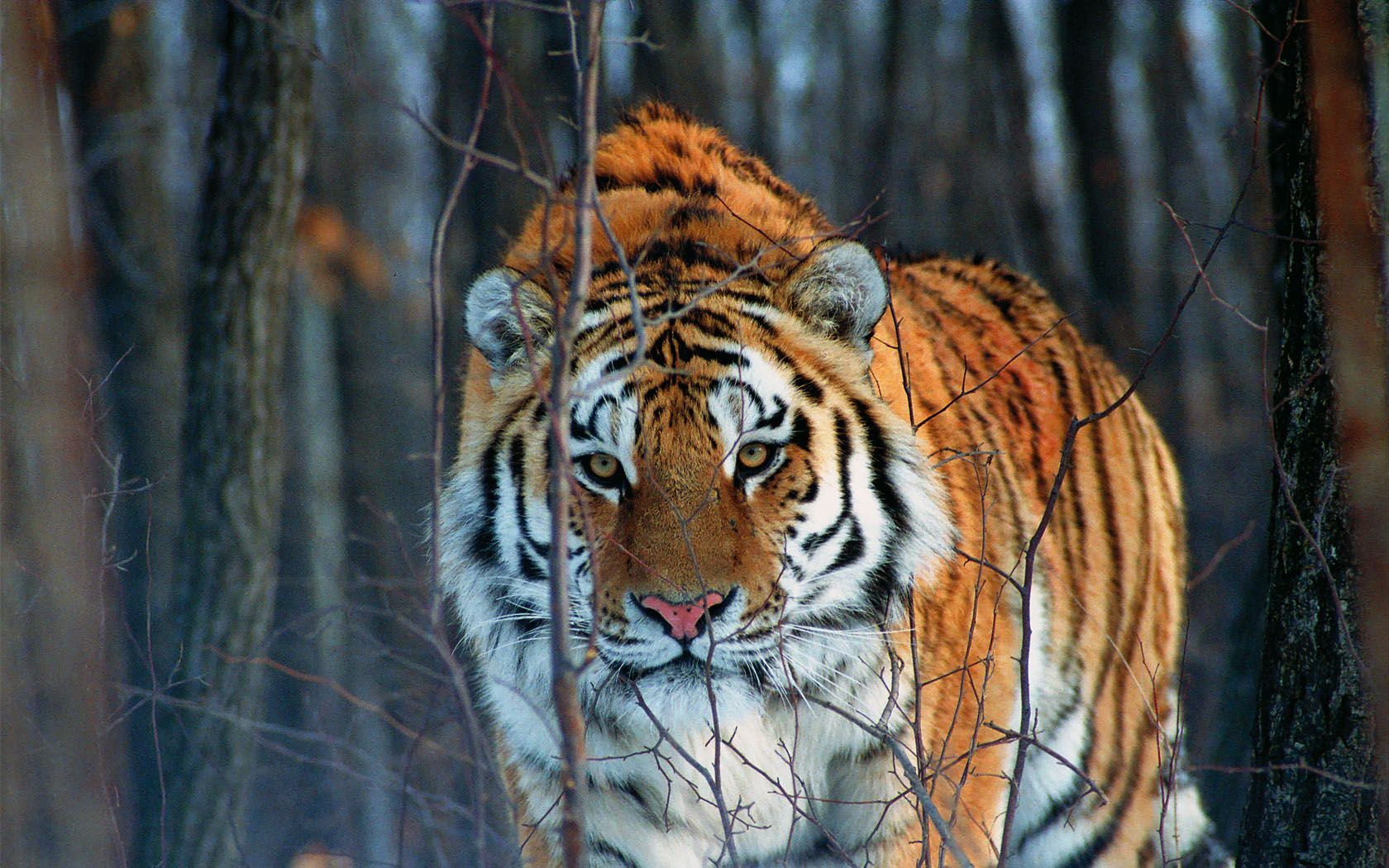 В Китае появится 13 заповедников для амурских тигров и дальневосточных леопардов