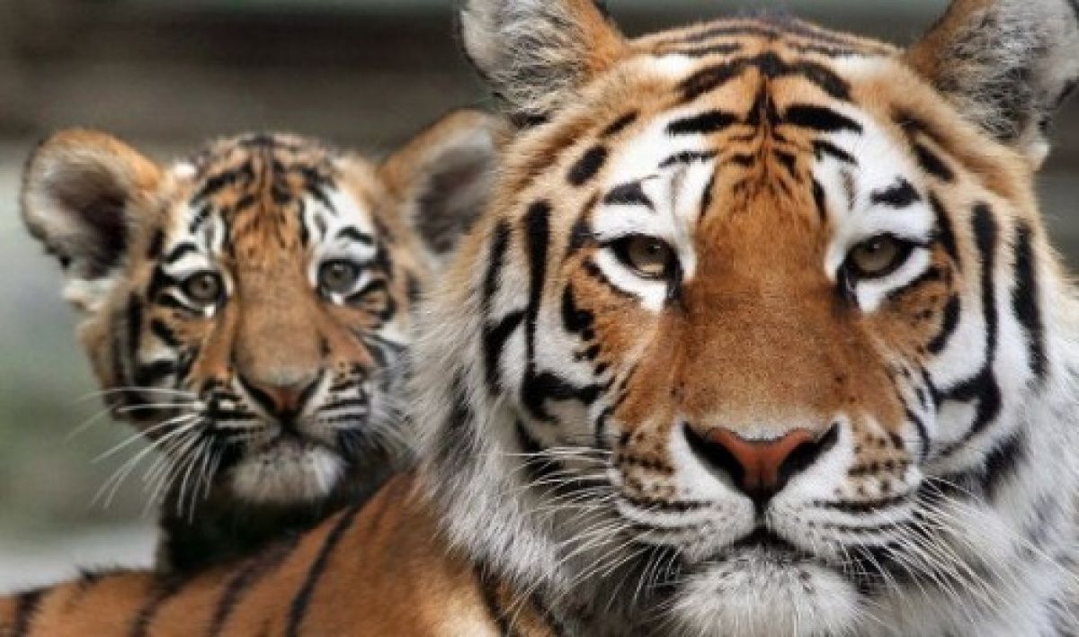 Помогать тиграм и леопардам в Приморье будет передвижная ветклиника 