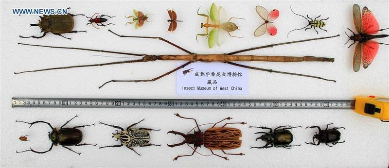Самое длинное насекомое в мире нашли в горах Китая
