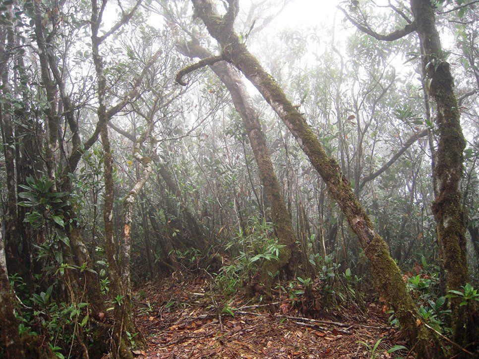 Лягушек, похожих на эльфов, нашли в высокогорных лесах Вьетнама