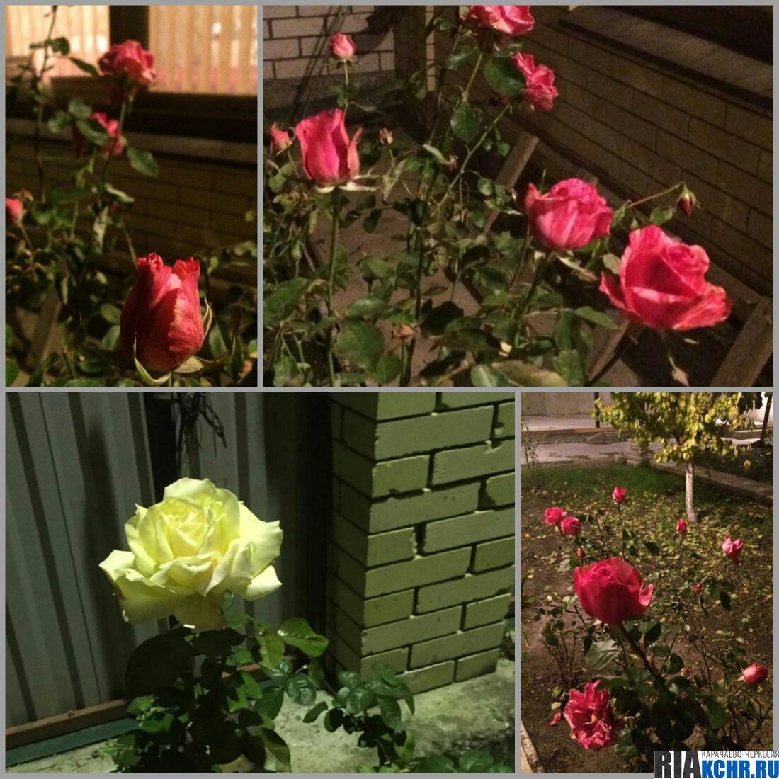 В Черкесске накануне зимы распустились розы