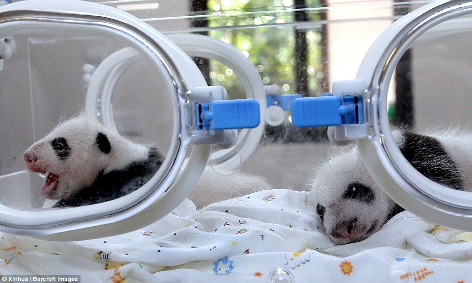 Панды-близнецы впервые появились на публике в Шанхае