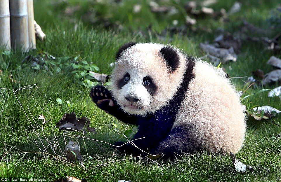 В Шанхае впервые в открытый вольер вышла панда Huasheng