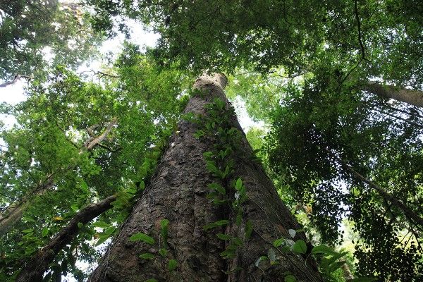 На горе Килиманджаро растет самое высокое дерево Африки