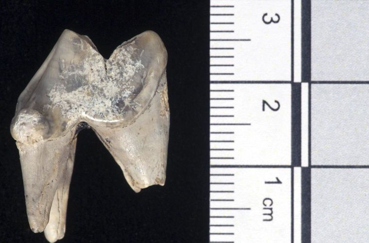 Зубы древней домашней собаки нашли археологи в Стоунхендже