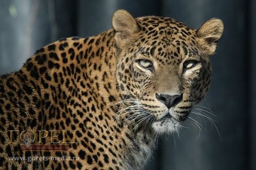 Переднеазиатского леопарда показали на МИФ «Сочи-2016» 
