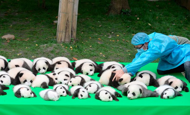 В Китае вышли в свет 23 маленьких панды 