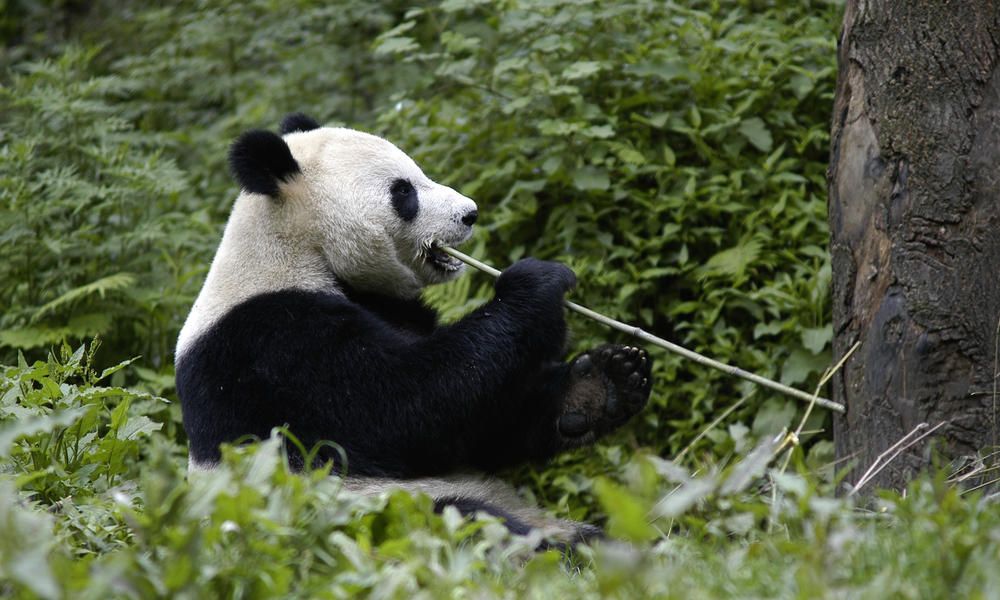 Большие панды перестали быть вымирающим видом