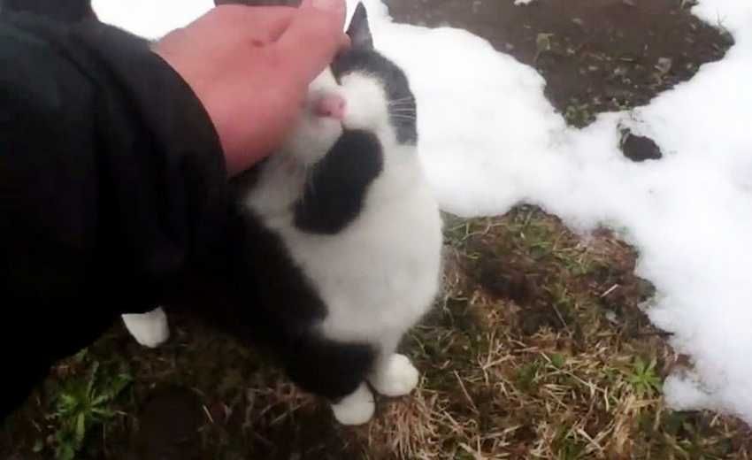 Кот помогает найти дорогу заблудившимся в Альпах людям